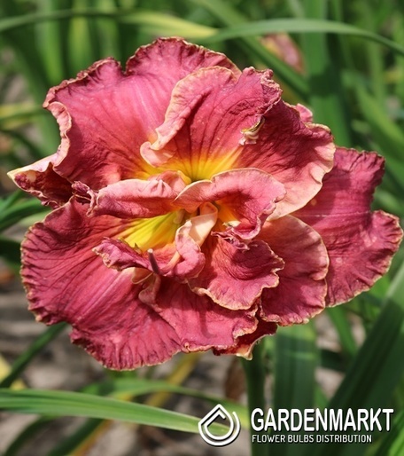 Hemerocallis Taglilie Ninth Millenium 1 St