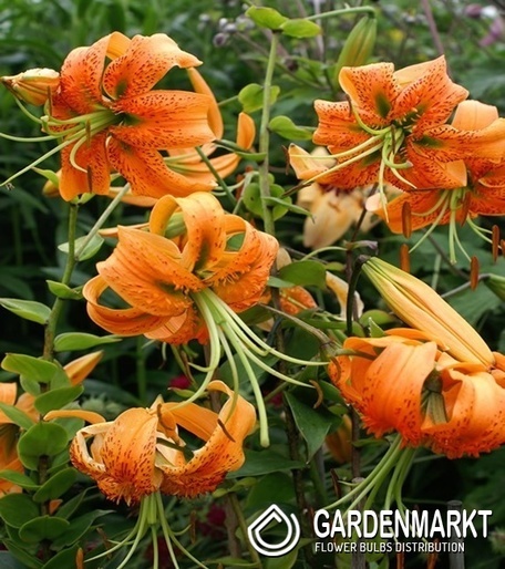 Asiatische Lilie Rot 1 St.
