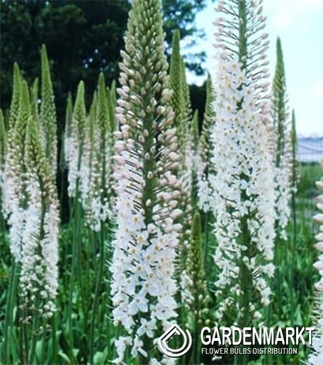Eremurus Steppenkerze Brutus 1 St.