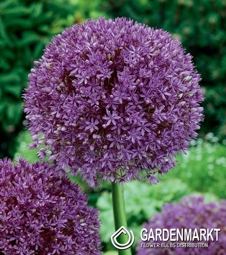 Zierlauch Allium Purple Sensation 3 St.