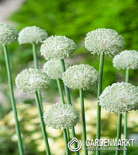 Zierlauch Allium Ping Pong 5 St.