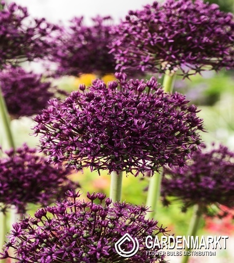 Zierlauch Allium Miami 5 St.