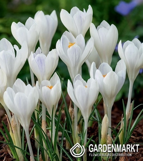 Großblumiger Krokus Ivory Princess 10 St.