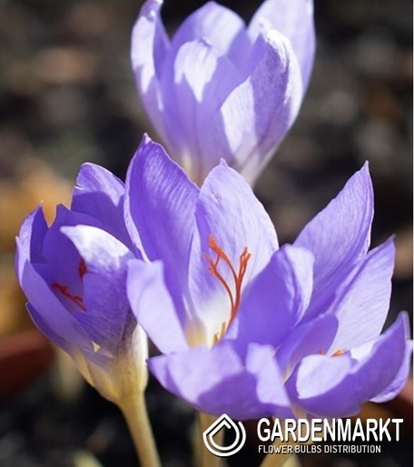 Frühlingskrokus Pulchellus10 St.