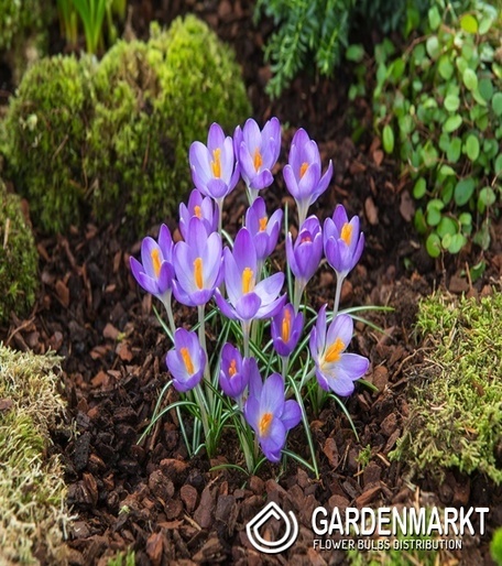Frühlingskrokus Dark Eyes 10 St.
