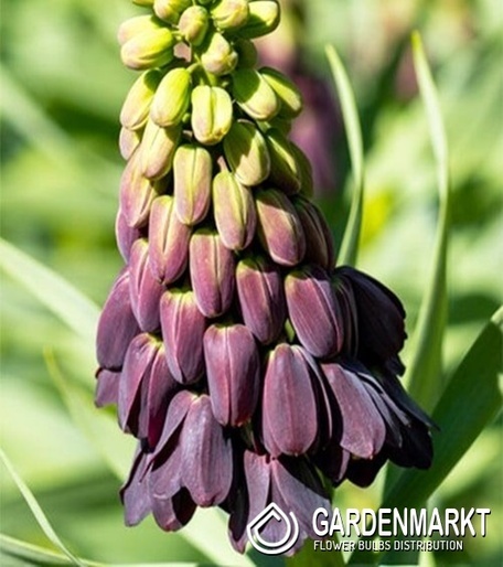 Fritillaria Szachownica Persia Purple Favourite 1 szt.