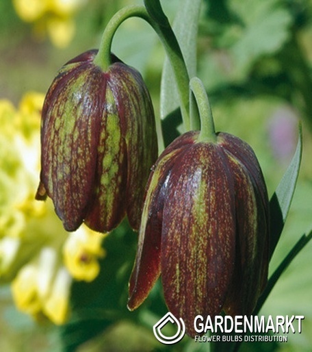 Fritillaria Szachownica Davisii1 szt.