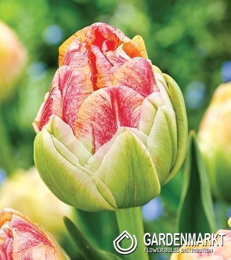 Tulipan Sprinkle Dip 5 szt.