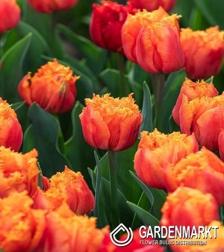 Tulip Royal Centennial 5 St.