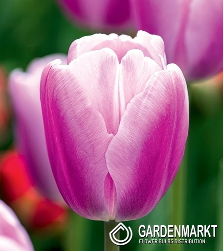 Tulipan Argos 5 szt.