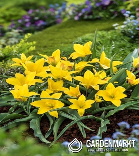 Tulipan kolpakowskiana 5 szt.