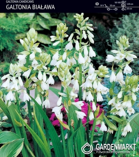 Galtonia Candicans Sommerhyazinthe Weiß 1 St.