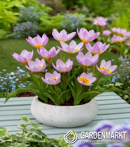 Tulipan Baker Llilac Wonder 5 szt.