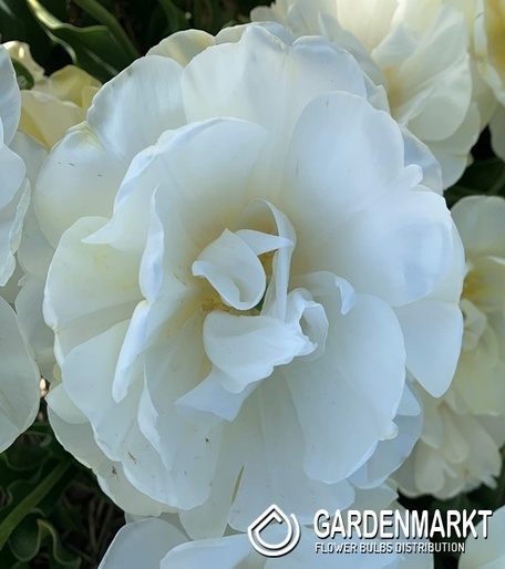 Tulipan Wedding Dream 5 szt.