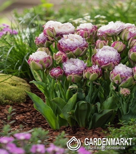 Tulip Peggy Wonder 3 szt.