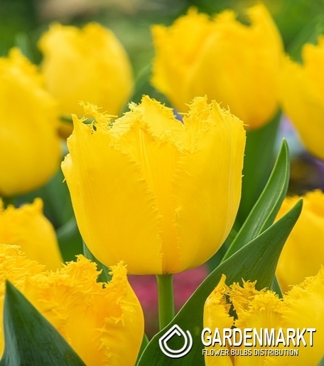 Tulipan Yellow Fabio 5 szt.
