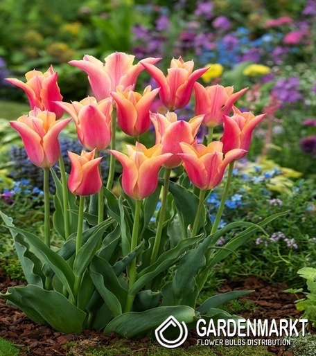 Tulipan Marianne 5 szt.