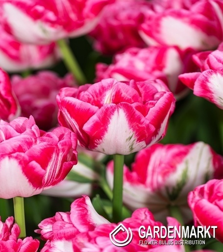 Tulipan Marshmallow 5 szt.