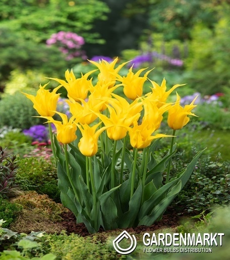 Tulipan Schiedam 5 szt.