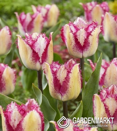 Tulipan Yasmine 5 szt.