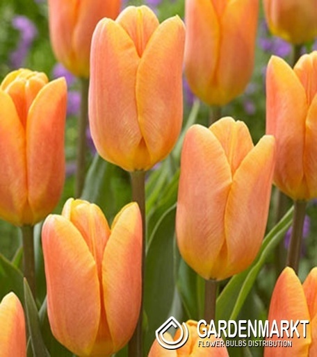 Tulipan Triumph Bellville 5 szt.