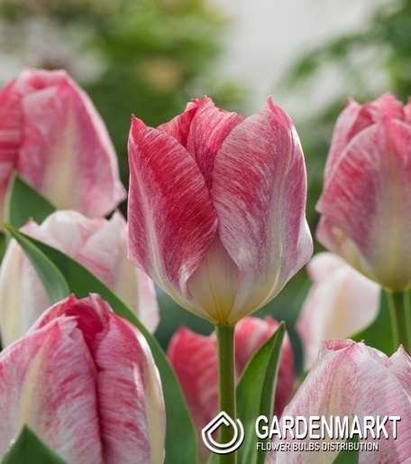 Tulipan Fostera Flaming- Purissima 5 szt.