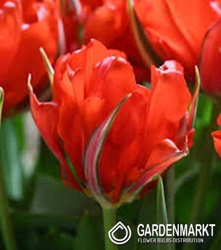 Tulipan Love Valley 5 szt.