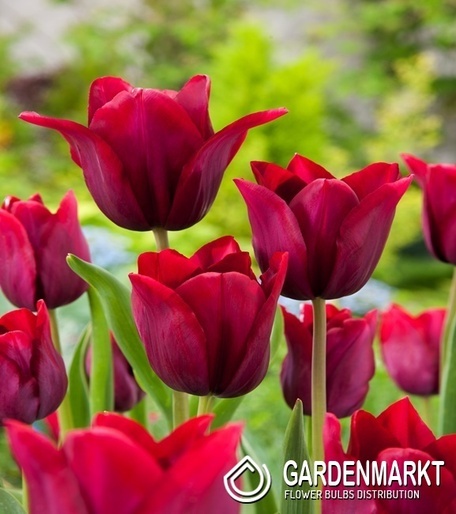 Tulpe Merlot 5 szt.