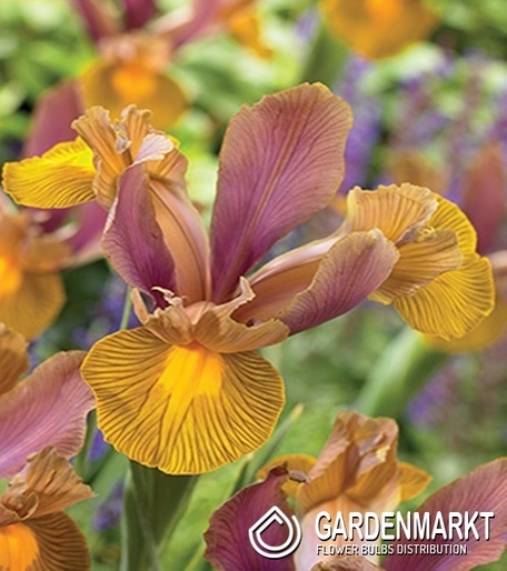 Iris Reticulata Bronze Perfection 10 St.