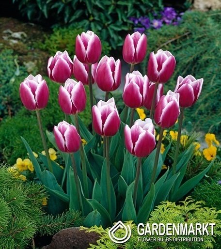 Tulipan Triumph Synaeda Blue5 szt.