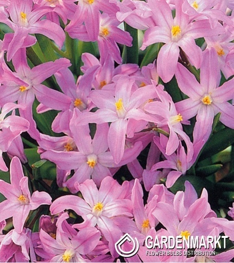 Chionodoxa Rosea 10 St.