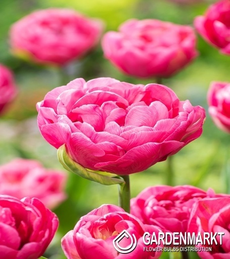 Tulipan Triumph Amazing Grace 5 st.
