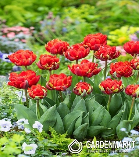Tulipan Bombastic Red 5 st.