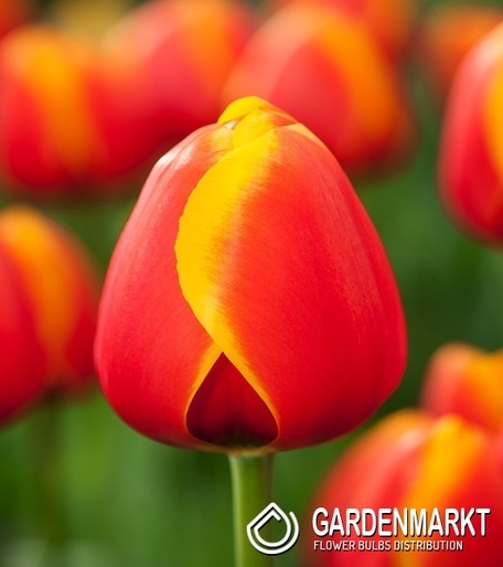 Tulip Darwina Dafeng 5 st.