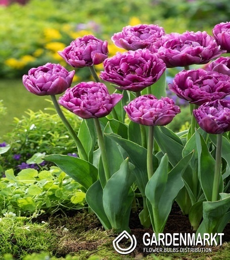 Tulip Darwina Double Flag 5 st.