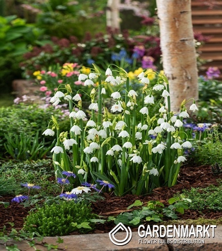 Leucojum Aestivum Bridemaid 5 St.