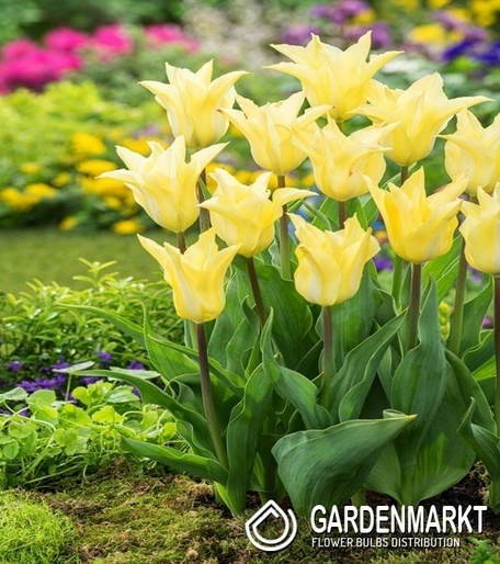 Tulip Florijn-Chic 5 st.