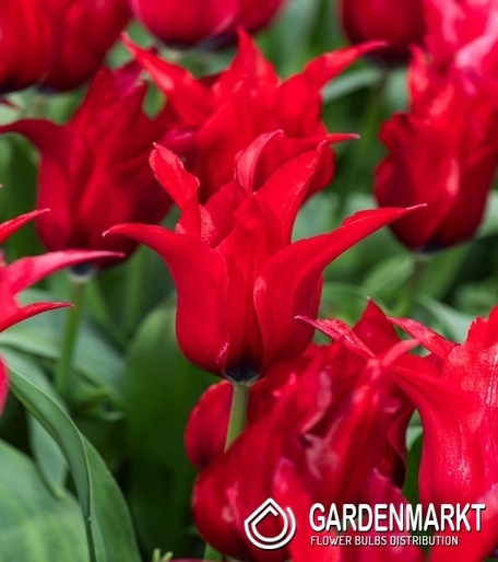 Tulip Isaac Chic 5 st.