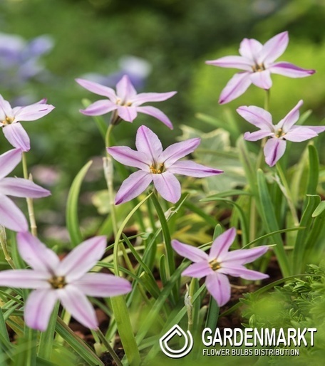 Ipheion Tessa 10 St.