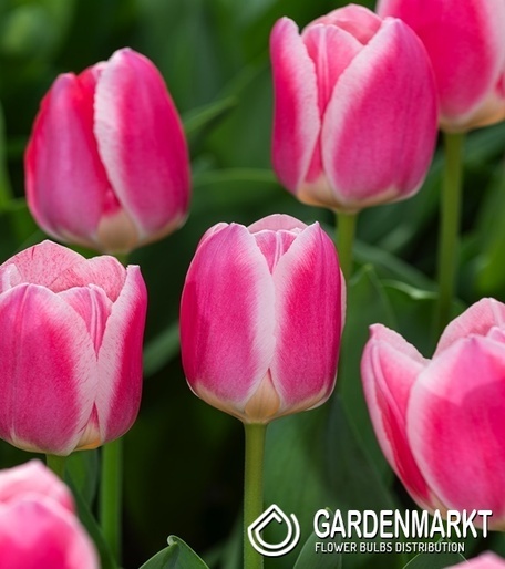 Tulip Triumph Mandys Choice 5 st.