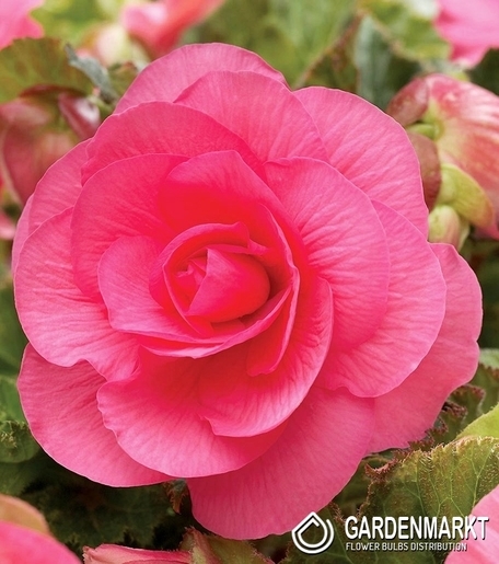 Begonie Doppel Rosa 1 St.