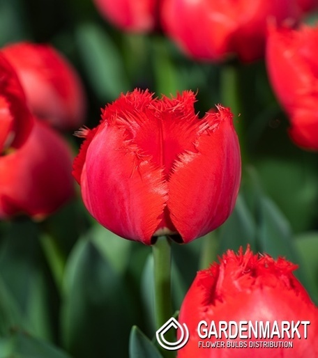 Tulip Masterpeace 5 st.