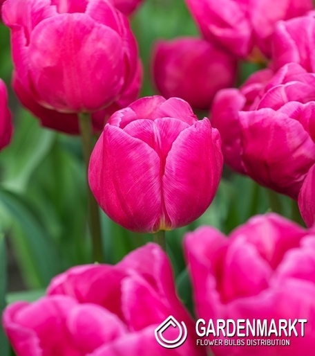 Tulip Triumph Pink Majesty 5 st.