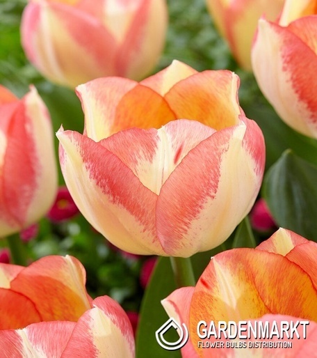 Tulpe Triumph Spryng Sunrise 5 St.