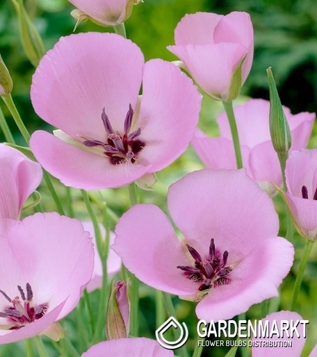 Calochortus Uniflorus Cupido 10 St.
