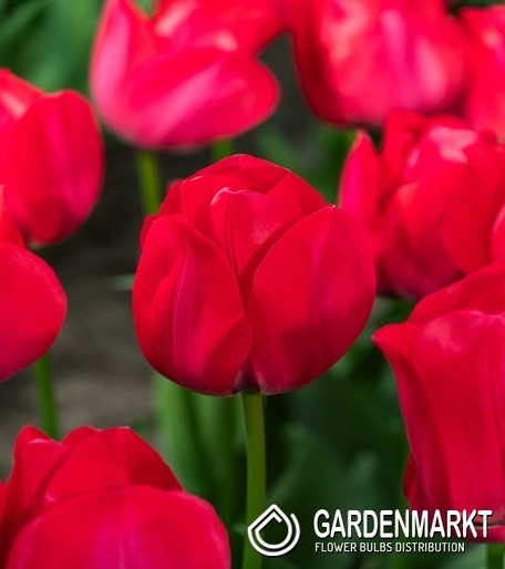Tulpe Triumph Spryng Tide 5 St.
