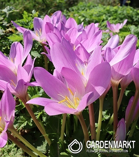 Herbstzeitlose Colchicum Tenorii 1 St.