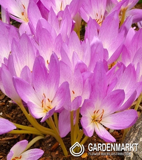 Herbstzeitlose Colchicum Lilac Bedder1 St.
