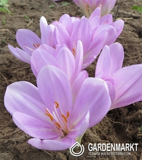 Herbstzeitlose Colchicum Majoor 1 St.