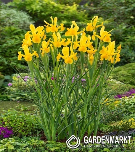 Holländische Iris Strong Gold 10 St.